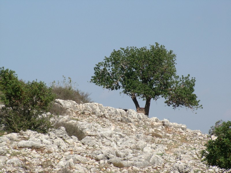 אלבום תמונות מתחלפות באנר עליון אמצעי